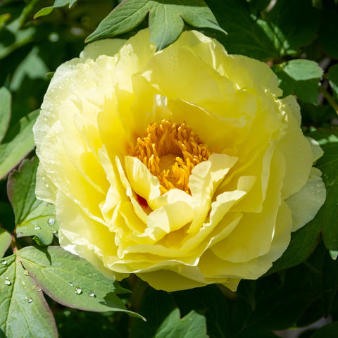 Yellow Itoh Peony
