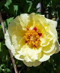 Yellow Itoh Peony