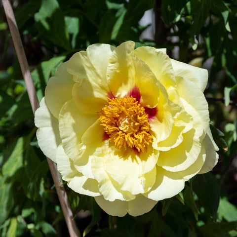 Yellow Itoh Peony