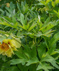 Yellow Itoh Peony