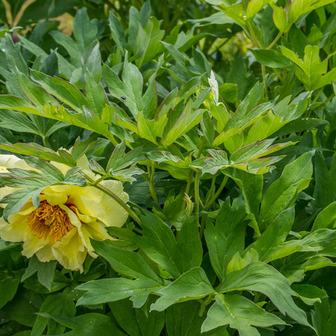 Yellow Itoh Peony