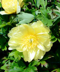 Yellow Itoh Peony