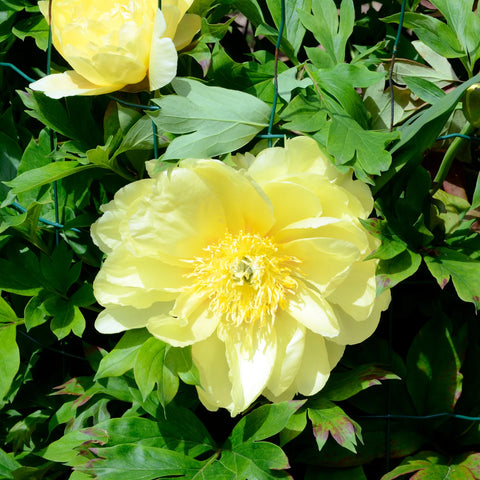 Yellow Itoh Peony