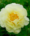 Yellow Itoh Peony