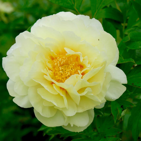 Yellow Itoh Peony