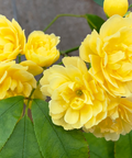 Yellow Lady Banks Climbing Rose