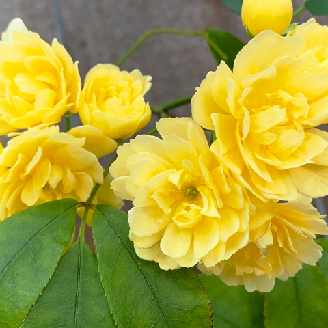 Yellow Lady Banks Climbing Rose