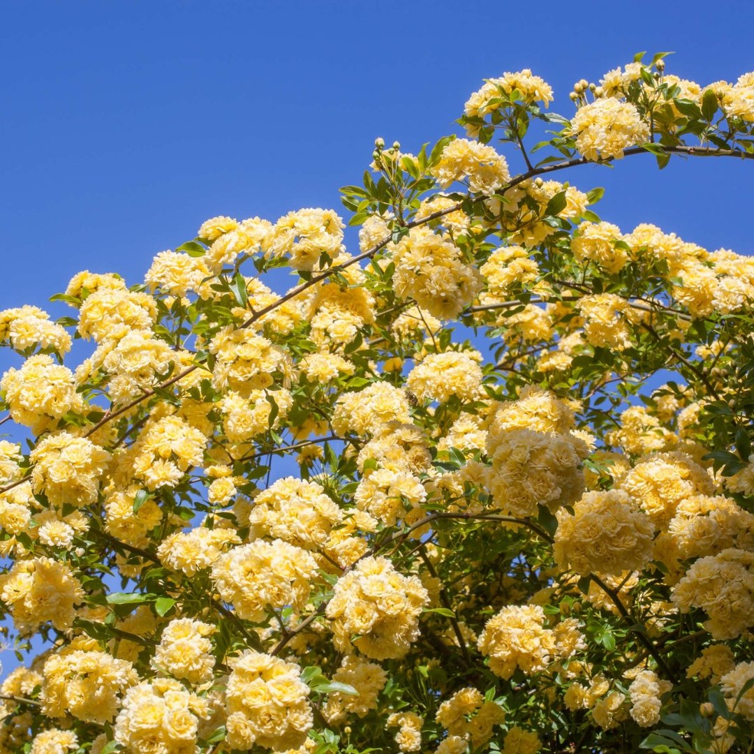Eight Yellow Roses Yellow Lady Banks Climbing Rose | Thornless, Yellow Climbing Rose ...
