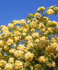 Yellow Lady Banks Climbing Rose