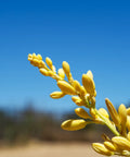 Yellow Yucca