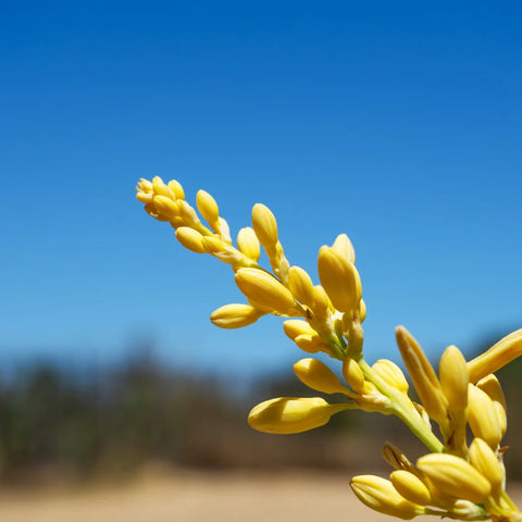 Yellow Yucca