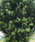 Yew Podocarpus