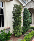 Podocarpus Column