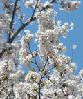 Yoshino Cherry Tree