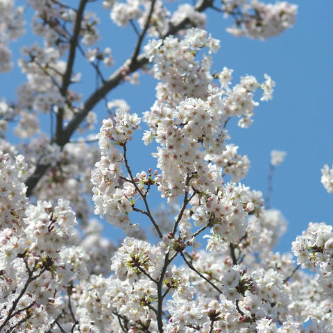 Yoshino Cherry Tree