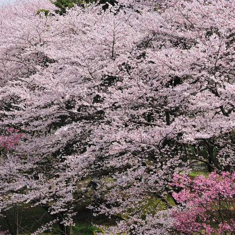 Yoshino Cherry Tree