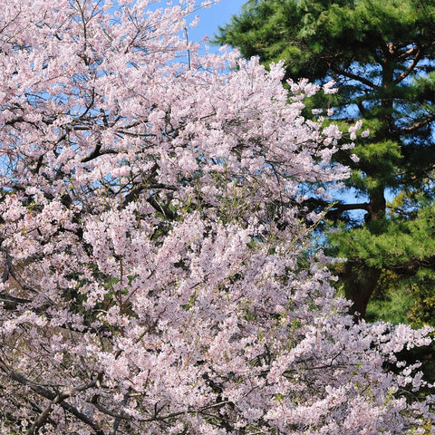 Yoshino Cherry Tree