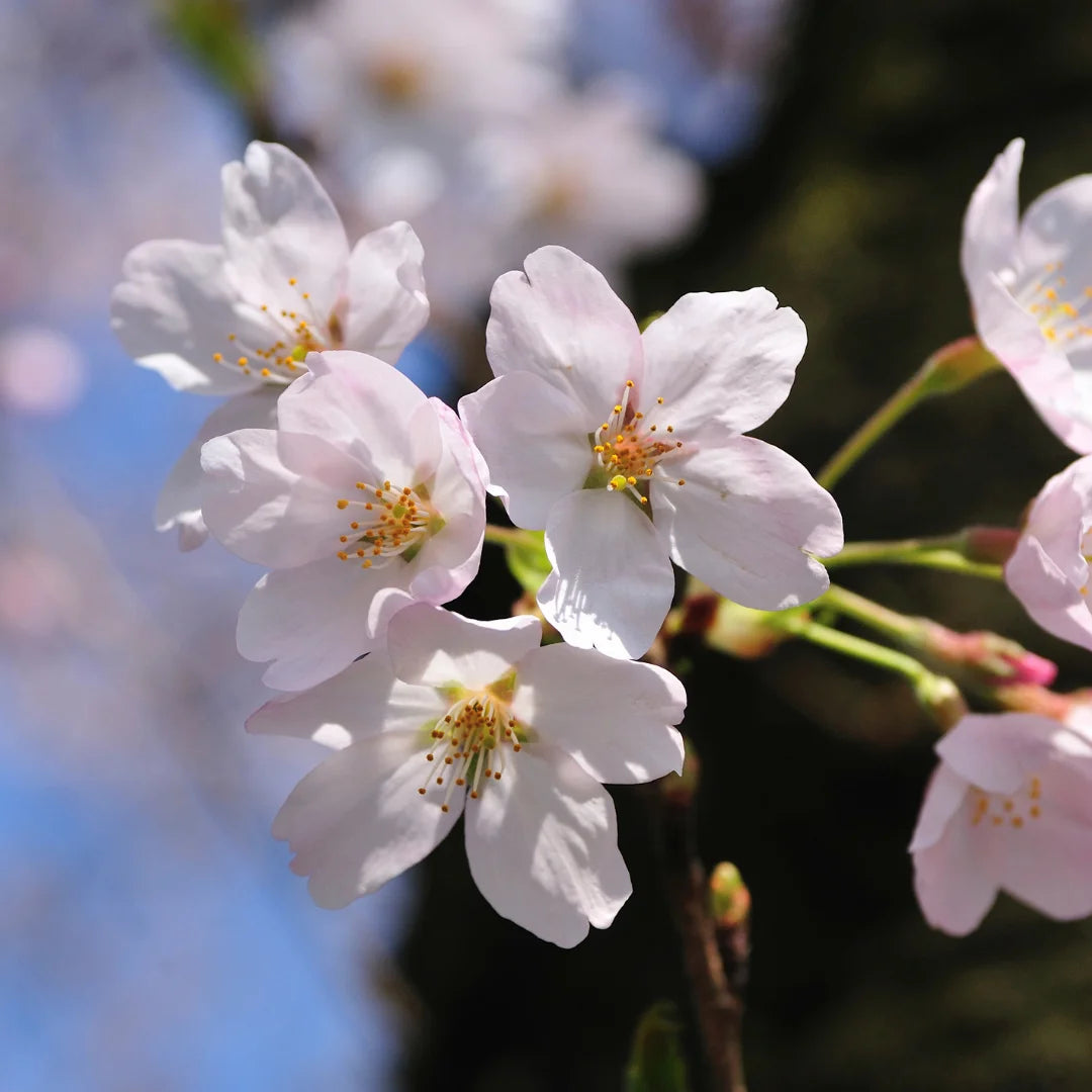 Sakura Trees. Spring Cherry Blossoms, Pink Flowers. Background With Flowers On A Spring Time Image383938570