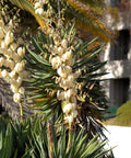 Yucca Spanish Dagger