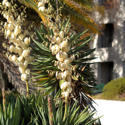 Yucca Spanish Dagger