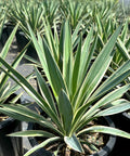 Yucca Spanish Dagger