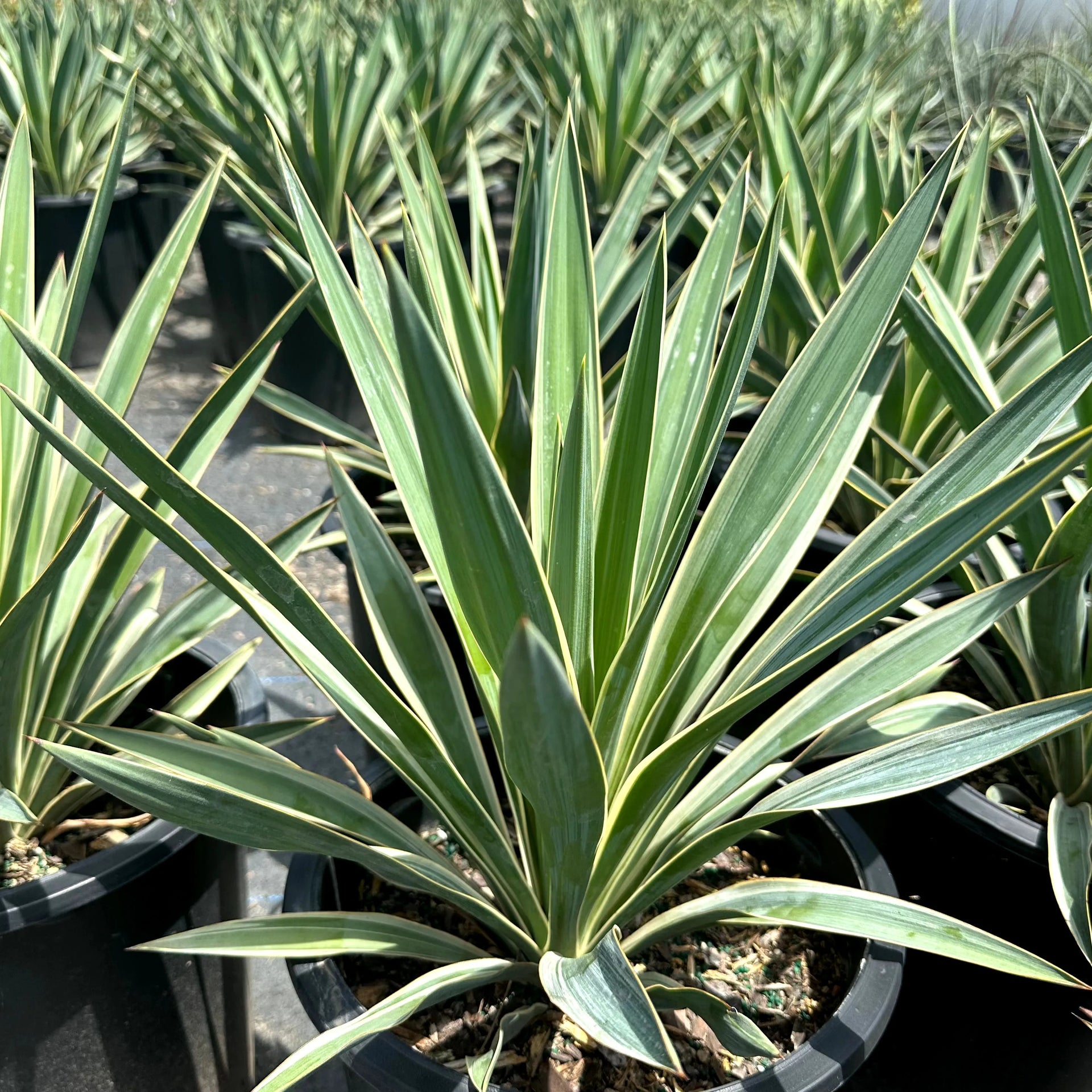 Yucca Spanish Dagger | Drought Tolerant Plant for Xeriscaping