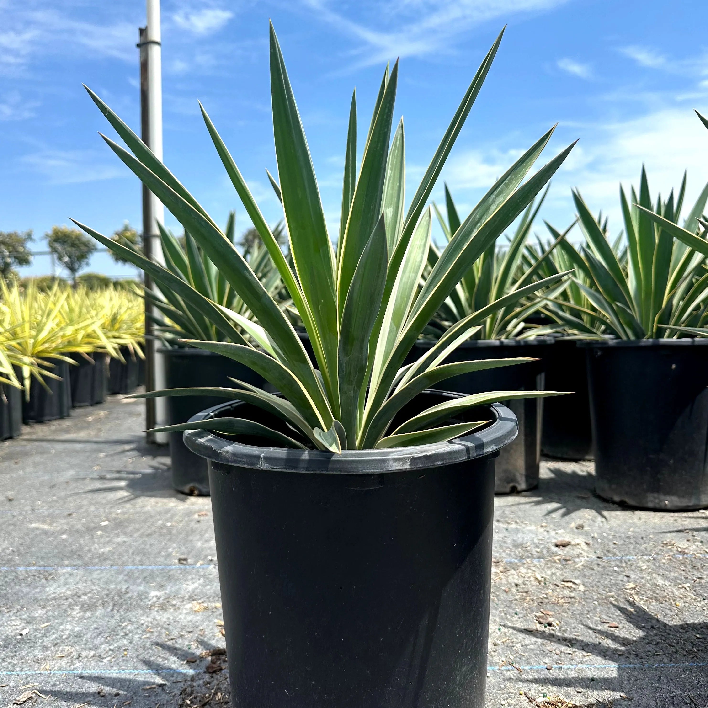 Simply Trees Yucca Spanish Dagger - Thumbnail 3
