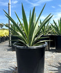 Yucca Spanish Dagger