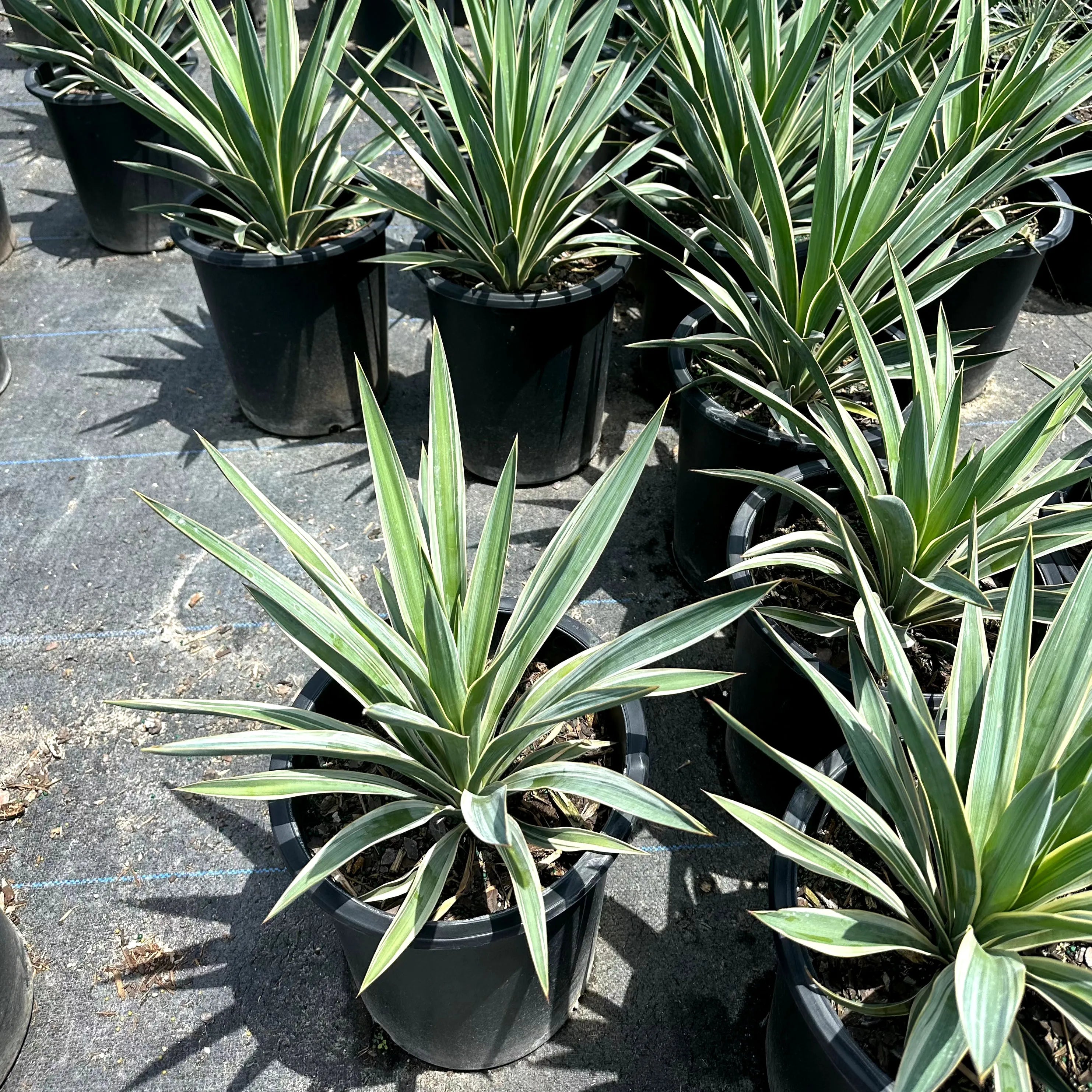 Simply Trees Yucca Spanish Dagger - Thumbnail 4