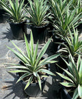 Yucca Spanish Dagger