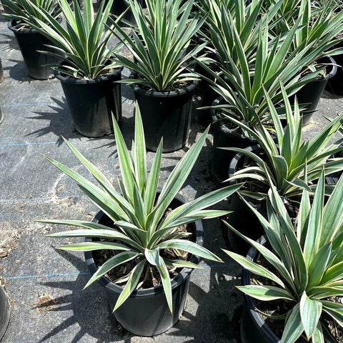 Yucca Spanish Dagger