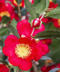 Yuletide Camellia