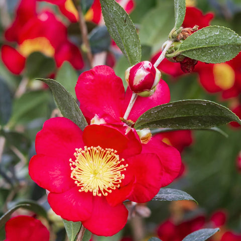 Yuletide Camellia