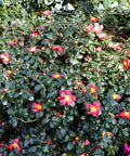 Yuletide Camellia