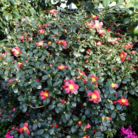 Yuletide Camellia