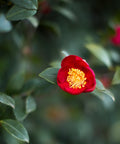 Yuletide Camellia