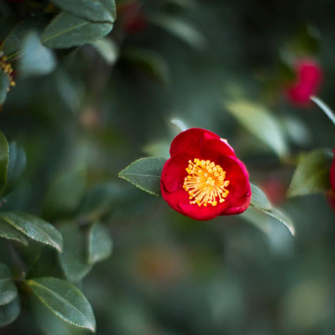 Yuletide Camellia