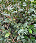 Yuletide Camellia