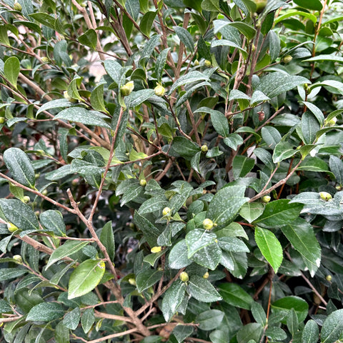 Yuletide Camellia