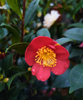 Yuletide Camellia Tree