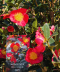 Yuletide Camellia Tree