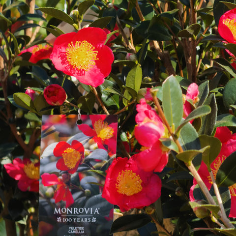 Yuletide Camellia Tree