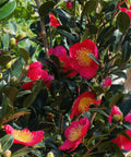Yuletide Camellia Tree