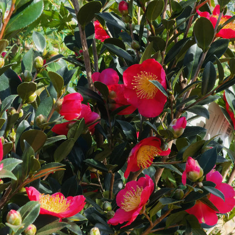 Yuletide Camellia Tree