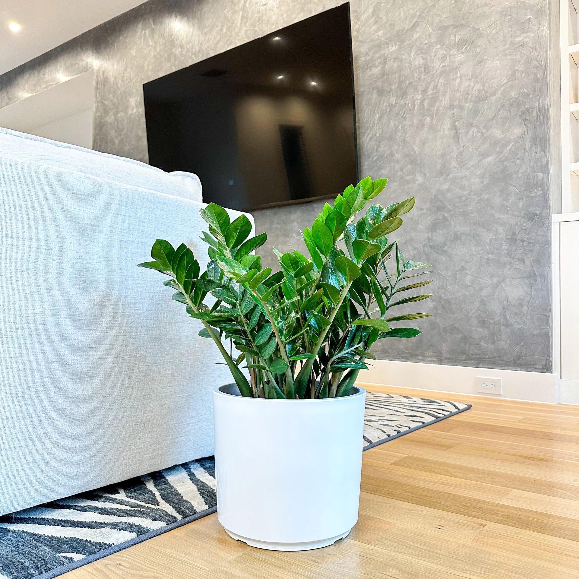 ZZ Plant | Modern Low Maintenance House Plants – Simply Trees