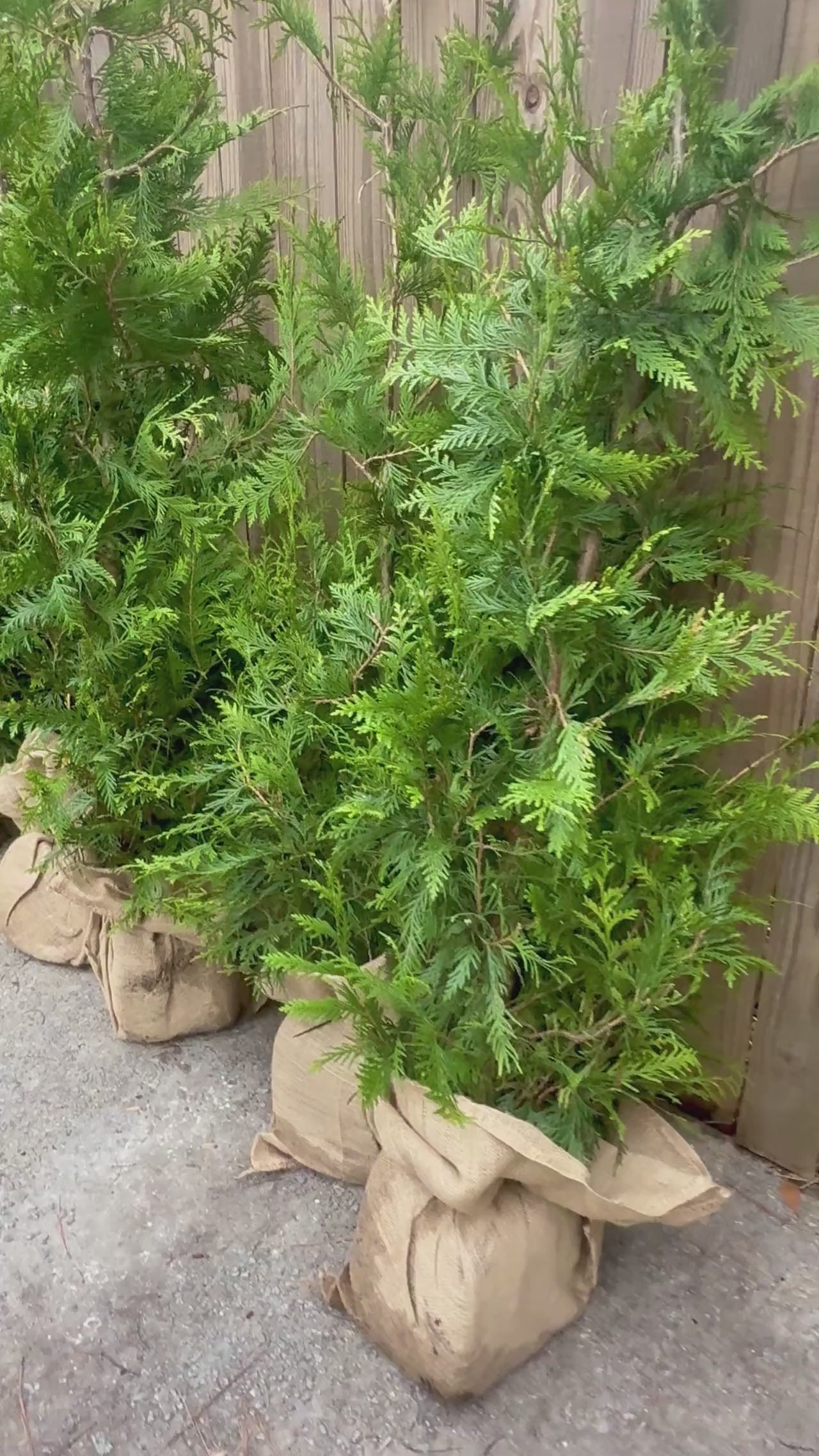 Thuja Green Giant | Fast-Growing Privacy Tree for Sale – Simply Trees
